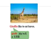 Unit 5 Animal friends Lesson 3（课件）2024-2025学年冀教版七年级英语上册