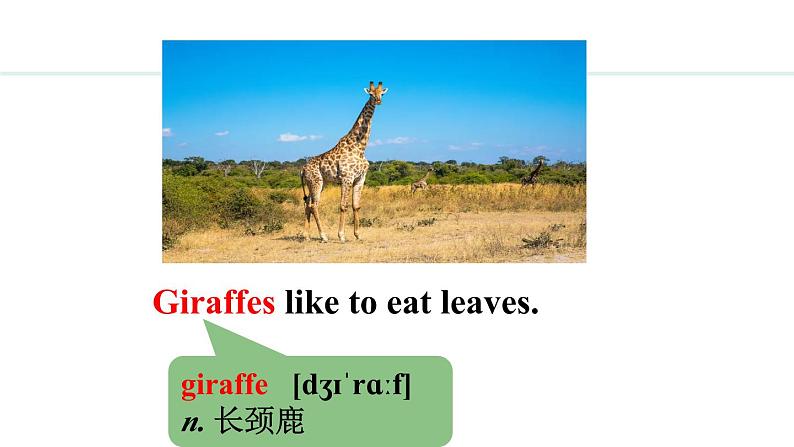 Unit 5 Animal friends Lesson 3（课件）2024-2025学年冀教版七年级英语上册05