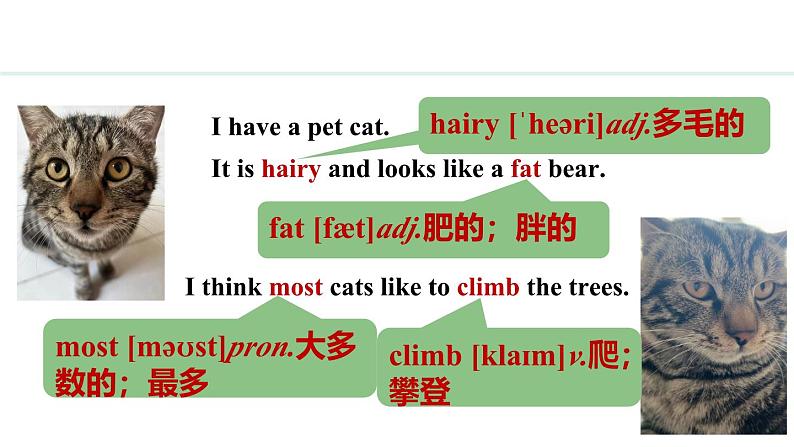 Unit 5 Animal friends Lesson 4（课件）2024-2025学年冀教版七年级英语上册04