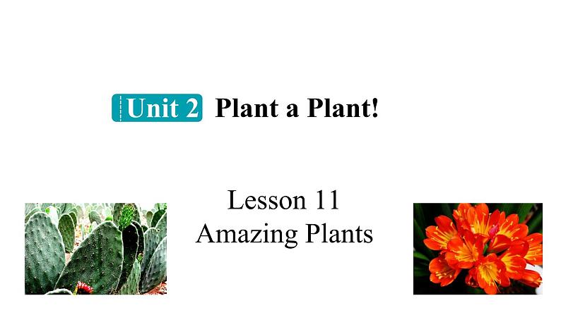 冀教版初中英语八下Unit 2 Lesson 11  Amazing Plants课件+教案+素材01