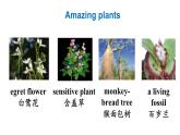 冀教版初中英语八下Unit 2 Lesson 11  Amazing Plants课件+教案+素材