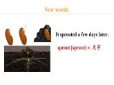 冀教版初中英语八下Unit 2 Lesson 12  Danny’s Plant课件+教案+素材