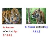 冀教版初中英语八下Unit 3 Lesson 17  Save the Tigers课件+教案