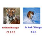 冀教版初中英语八下Unit 3 Lesson 17  Save the Tigers课件+教案
