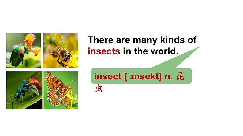 冀教版初中英语八下Unit 3 Lesson 18  Friendship Between Animals课件+教案+素材05