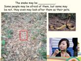 译林版英语八年级上册Unit 5 Wild animals Grammar课件