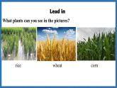 Unit 6  The power of plants Lesson 3 Developing ideas (課件)--2024-2025學(xué)年外研版(2024)英語(yǔ)七年級(jí)上冊(cè)