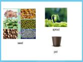 冀教版英语八下 Unit 2 Lesson 12 课件