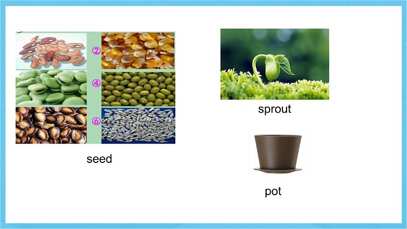 冀教版英语八下 UNIT2 Lesson 12 课件第5页