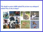 滬教牛津版（六三制）英語(yǔ)八下Unit 5 《save the endangered animals》period 5 More practice& corner culture 課件+教案+分層練習(xí)（含答案）+音頻