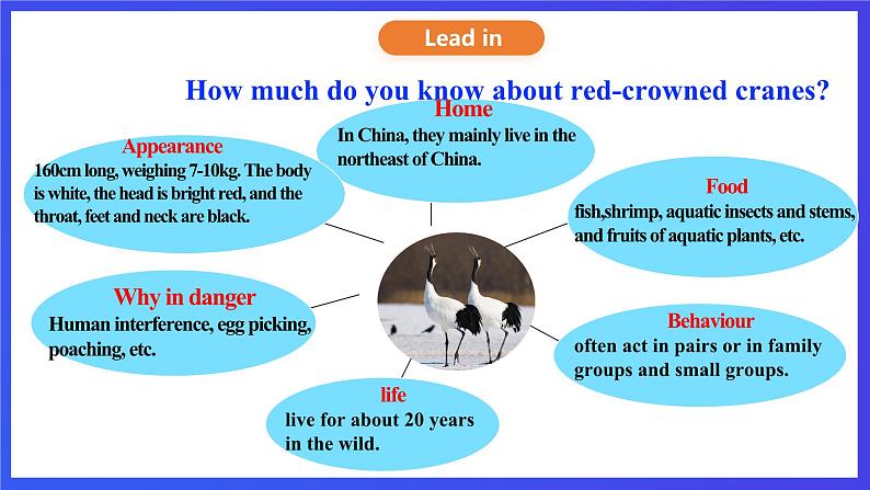 沪教牛津版（六三制）英语八下Unit 5 《save the endangered animals》 period 5 More practice课件第5页