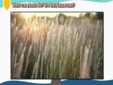 【優(yōu)質(zhì)語(yǔ)法公開課課件】Unit6 power of plants Understanding ideas Grammar rules 2024新外研版七上英語(yǔ)（含視頻）