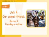 Unit 4Our animal friends  Section 4課件  英語滬教版（2024）七年級下冊