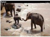 Unit 8 Lesson3 The elephants' journey home（同步課件)-2024-2025學(xué)年七年級英語下冊（冀教版2024）