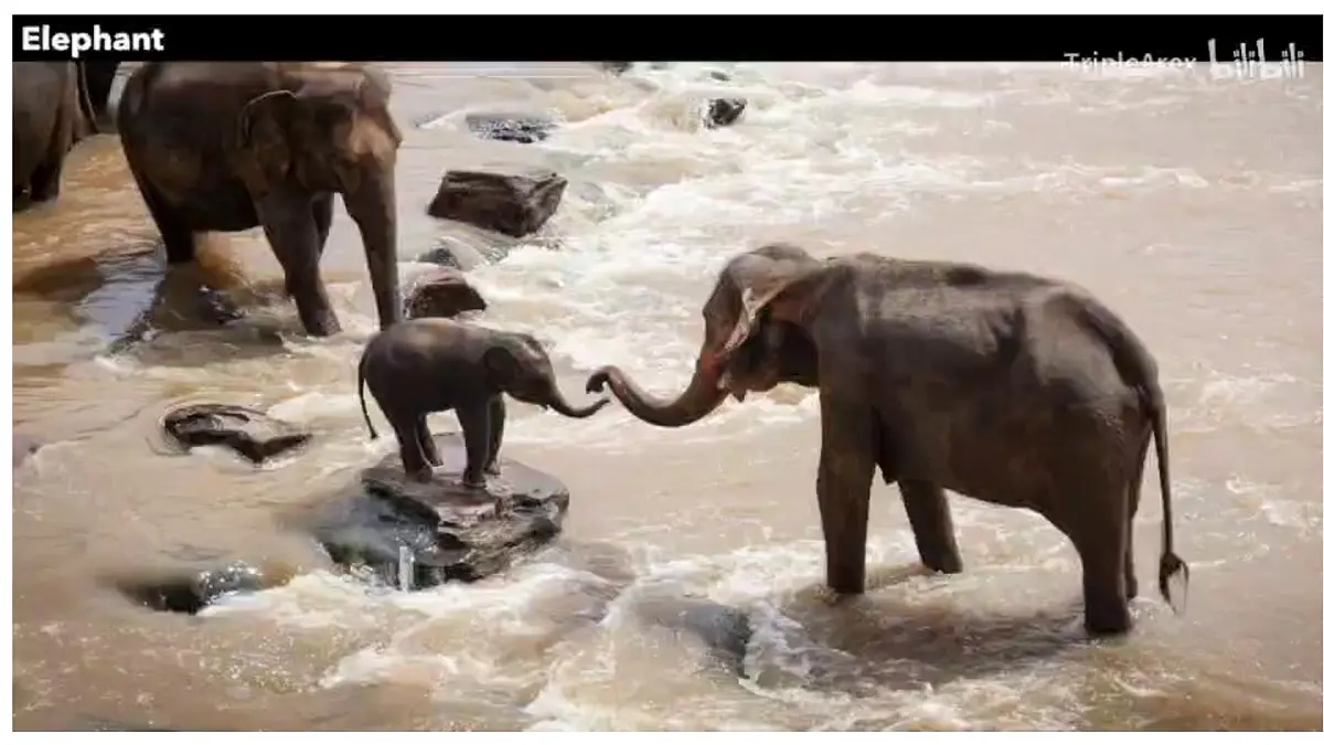 Unit 8 Lesson3 The elephants' journey home（同步课件)-2024-2025学年七年级英语下册（冀教版2024）第5页