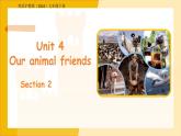 Unit 4 Our animal friends Section 2 課件 英語滬教版（2024）七年級下冊