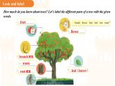 Unit 3 Trees and us第1課時(shí)Reading 課件 英語(yǔ)滬教版（2024）七年級(jí)下冊(cè)