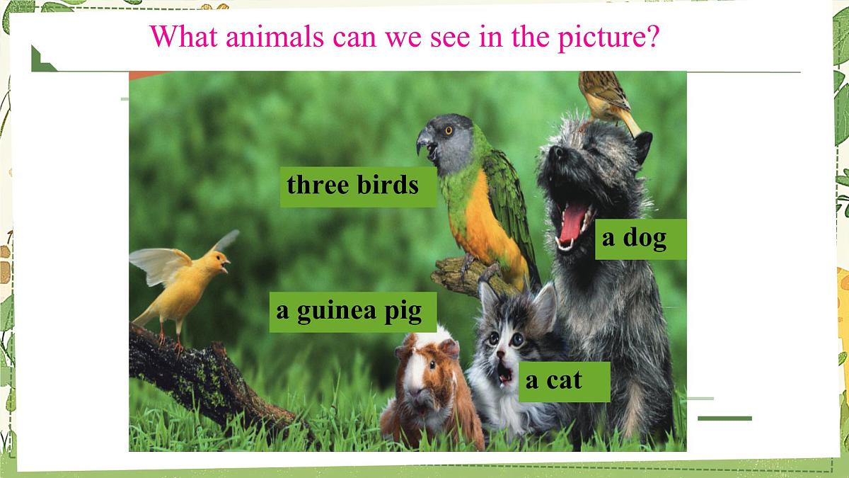 Unit 5 Animal friends 课件 2024-2025学年译林版（2024）七年级英语下册第5页