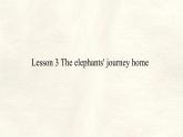 Unit 8 Lesson 3 The elephants' journey home課件   英語(yǔ)冀教版（2024）七年級(jí)下冊(cè)