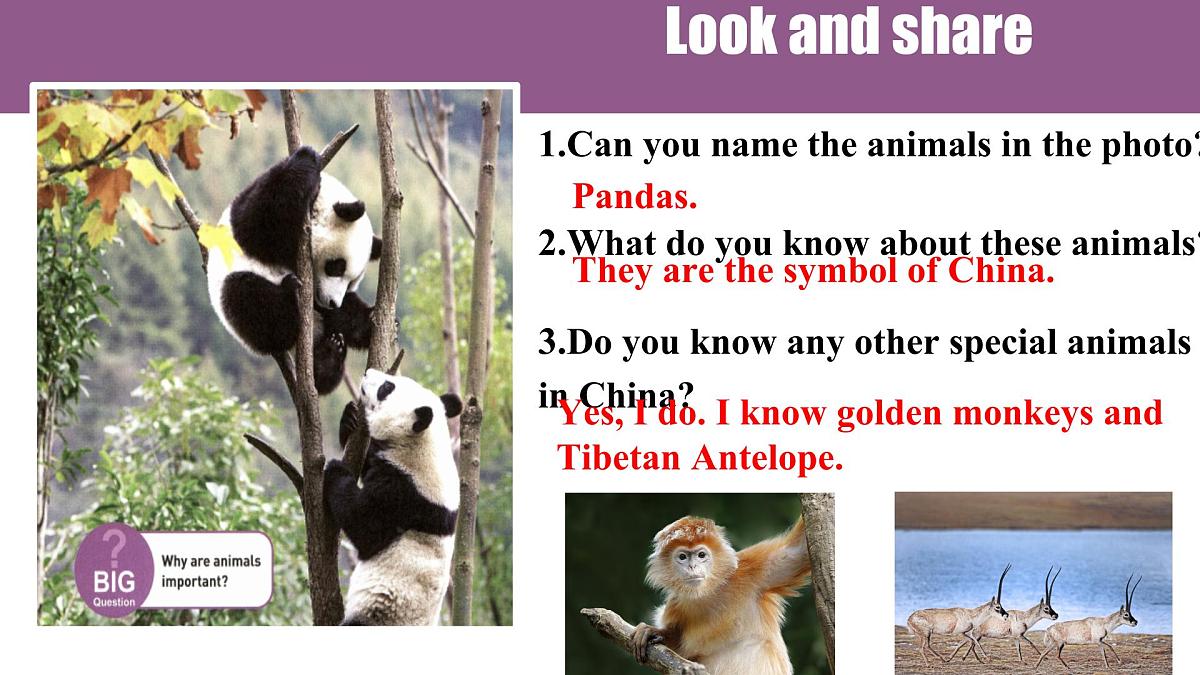 初中 英语 人教版（2024）七年级下册Unit 1   Animal Friends Section A 课件第2页