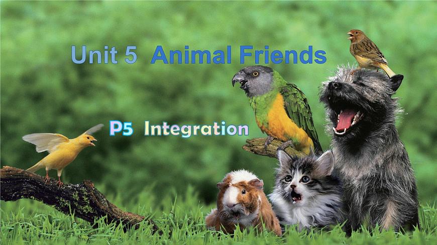 Unit 5 Animal friends Integration 课件 2024-2025学年译林版七年级英语下册第1页