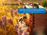 Unit 4 Amazing Plants and Animals Section B(1a-2d)-初中英語人教版（2024）八年級上冊課件