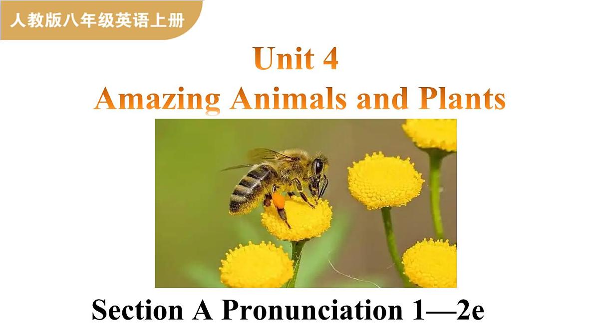 人教版（2024）英语八年级上册 Unit 4 Amazing Animals and Plants  第2课时 Section A Pronunciation—2e（课件）第1页
