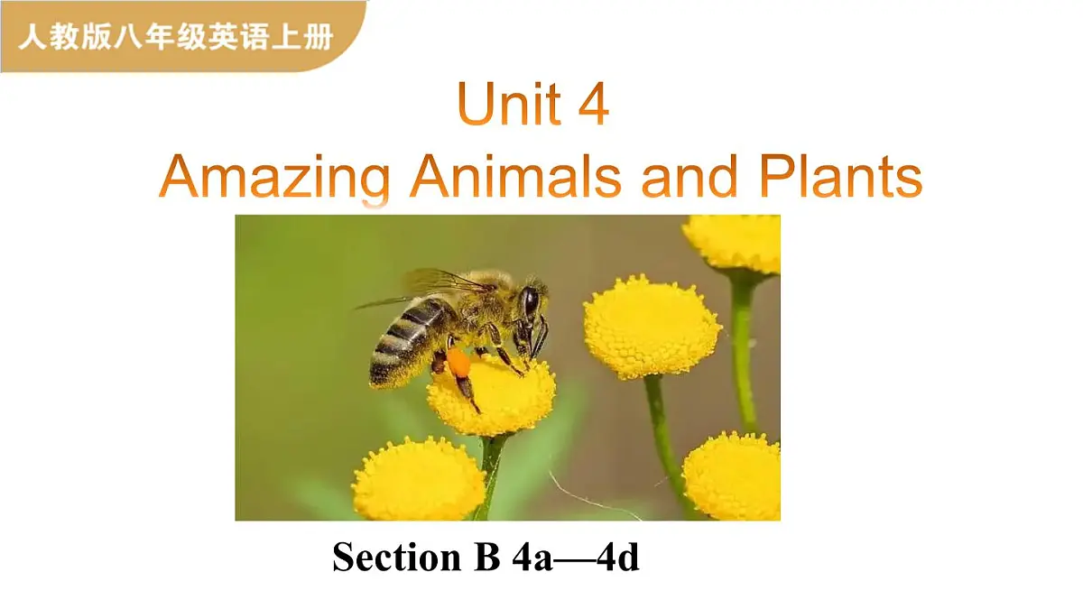 人教版（2024）英语八年级上册 Unit 4 Amazing Animals and Plants 第5课时 Section B 4a—4d（课件）第1页