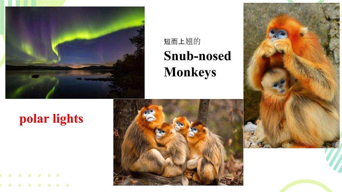 Unit 5 Amazing nature 课件 2024-2025学年外研版英语七年级下册第8页