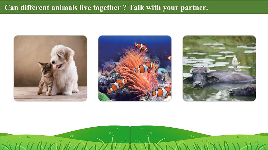 Unit 5 Lesson 2 The rhino and the egret课件第4页