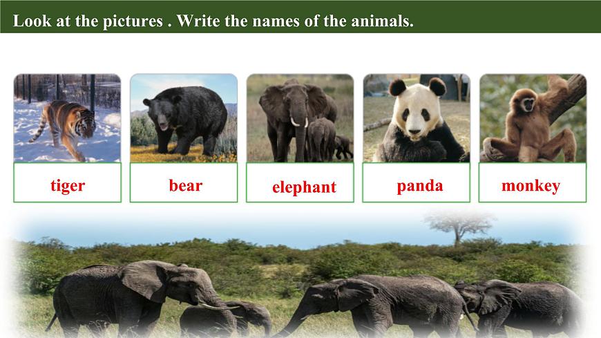 Unit 5 Lesson 4 My favourite animal课件第6页