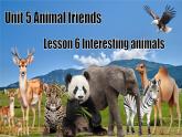 【創(chuàng)新情境】新冀教版初中英語7上 Unit 5 Lesson 6 lnteresting animals課件+音視頻