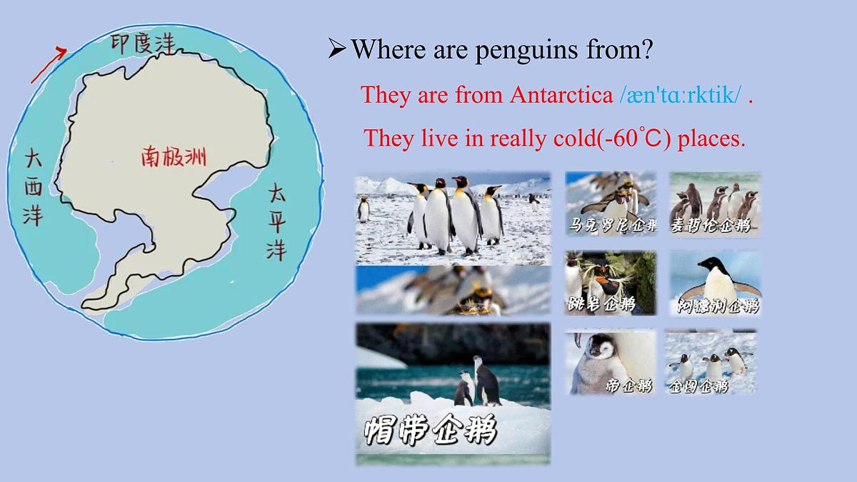 人教版（2024）七年级下册Unit 1 Animal friends Section A (2a-2f)课件第7页