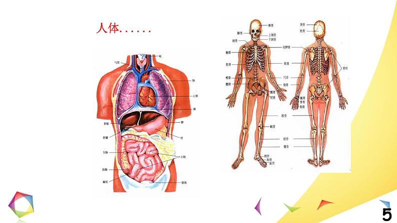 中考英语语法一点通Lesson 1 句子成分、句子结构与句子分类 课件05