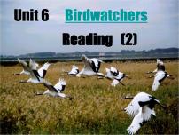 初中Unit 6 Bird watching教案配套ppt课件