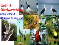 初中牛津译林版Unit 6 Bird watching图文课件ppt