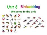 牛津译林英语八年级上册 Unit6 birdwatching  课件