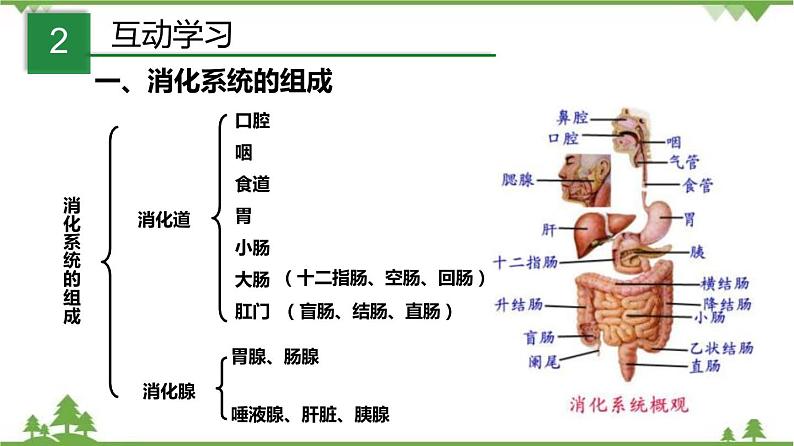 4.2食物的消化与吸收（第1课时）（课件）（含视频）-九年级科学上册  同步教学课件(浙教版)04