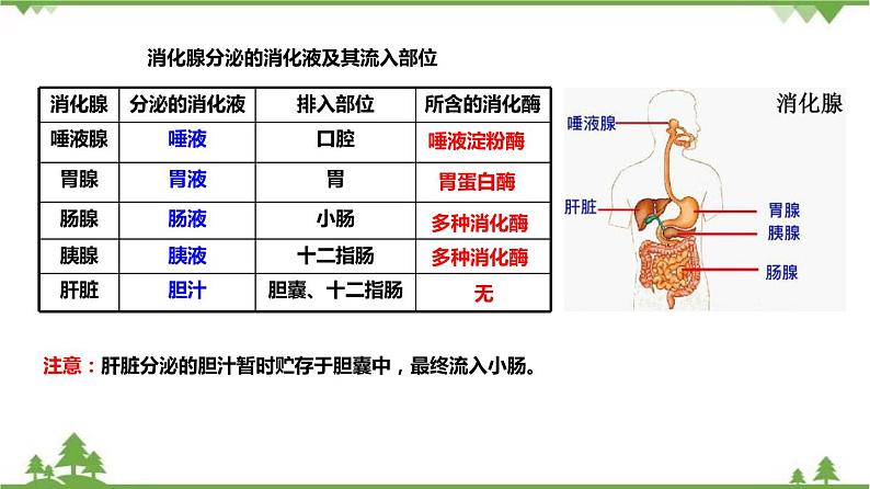 4.2食物的消化与吸收（第1课时）（课件）（含视频）-九年级科学上册  同步教学课件(浙教版)06