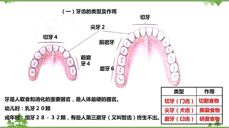 4.2食物的消化与吸收（第1课时）（课件）（含视频）-九年级科学上册  同步教学课件(浙教版)07