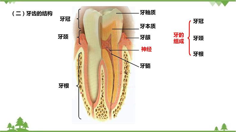 4.2食物的消化与吸收（第1课时）（课件）（含视频）-九年级科学上册  同步教学课件(浙教版)08