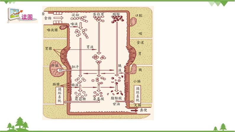 4.2食物的消化与吸收（第2课时）（课件）-九年级科学上册  同步教学课件(浙教版)06