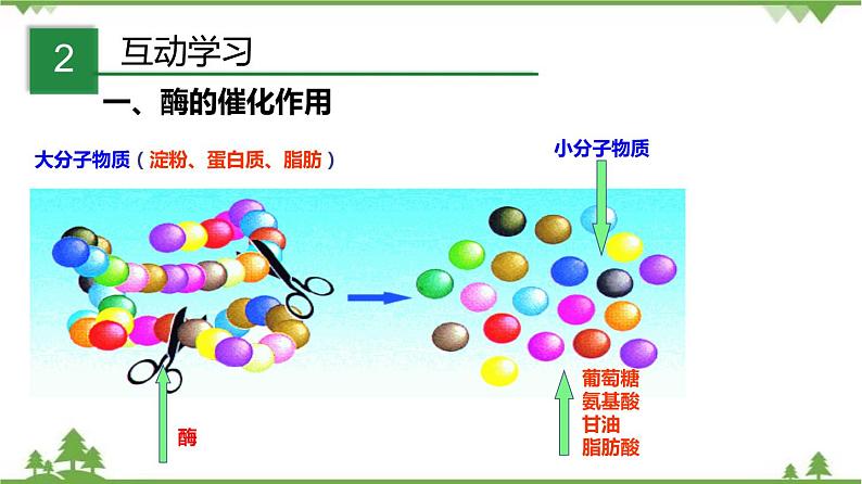 4.2食物的消化与吸收（第3课时）（课件）-九年级科学上册  同步教学课件(浙教版)04