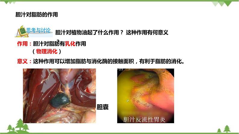 4.2食物的消化与吸收（第3课时）（课件）-九年级科学上册  同步教学课件(浙教版)08