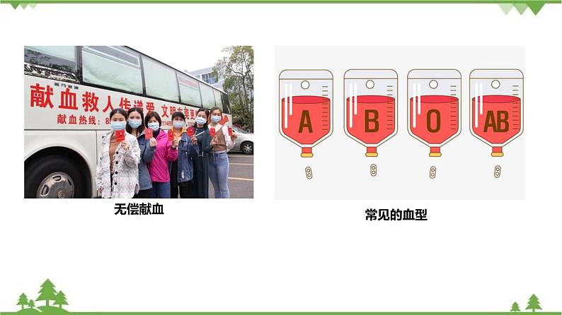 4.3体内物质的运输（第1课时）（课件）（含视频）-九年级科学上册  同步教学课件(浙教版)03