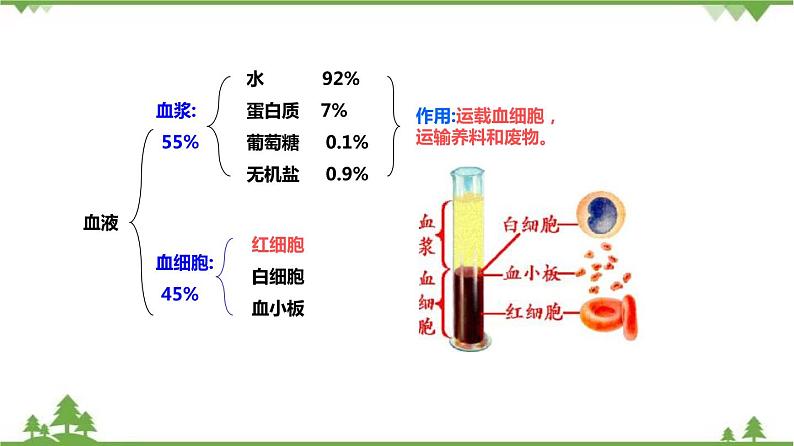 4.3体内物质的运输（第1课时）（课件）（含视频）-九年级科学上册  同步教学课件(浙教版)06