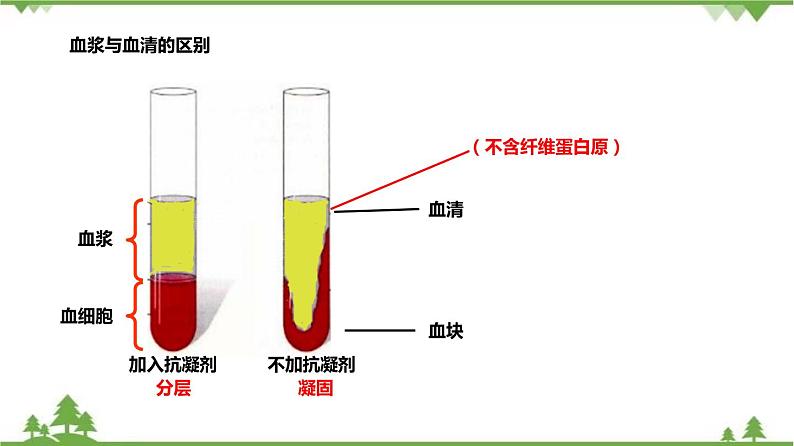 4.3体内物质的运输（第1课时）（课件）（含视频）-九年级科学上册  同步教学课件(浙教版)07