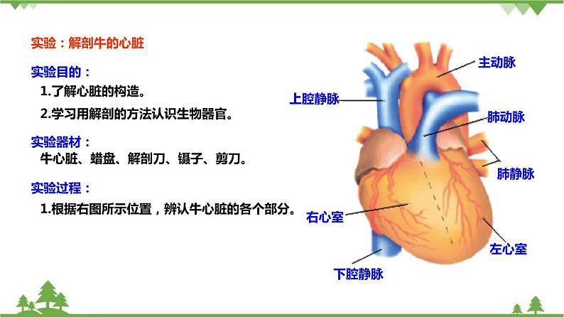 4.3体内物质的运输（第2课时）（课件）（含视频）-九年级科学上册  同步教学课件(浙教版)07