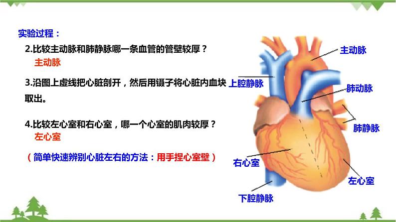 4.3体内物质的运输（第2课时）（课件）（含视频）-九年级科学上册  同步教学课件(浙教版)08