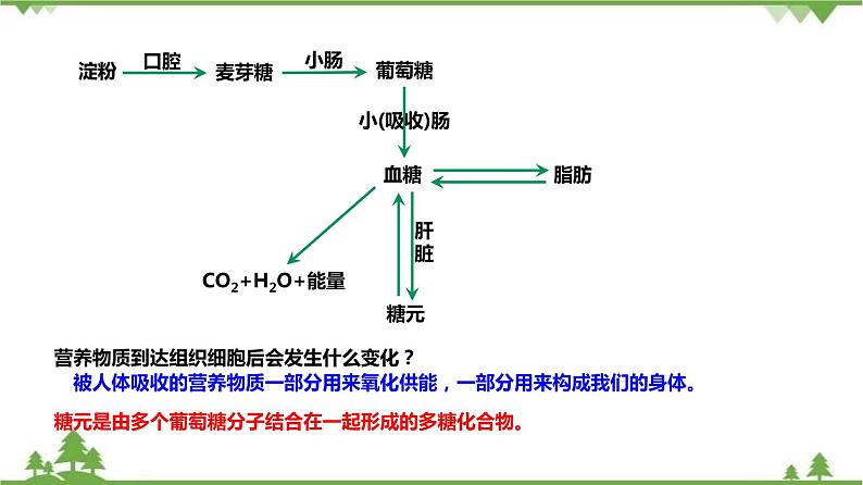 4.5体内物质的动态平衡（第1课时）（课件）（含视频）-九年级科学上册  同步教学课件(浙教版)05